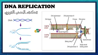 DNA Replication شرح تضاعف الحمض النووي DNA بالعربي البيولوجيا الجزيئية 