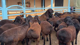 500 MINGDAN ARZON YEMGA TAYYOR QO’CHQORLAR