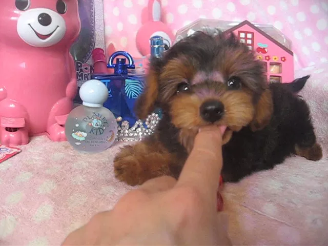 動画