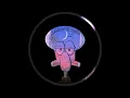 Download Lagu DJ PAPA MUDA X ADA POKEMON API FYP VIRAL TIK TOK 2022 SOUND KANE TERBARU