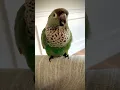Download Lagu Conure sound - Barking conure parrot