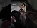 Salem wouldn t eat Sabrina -