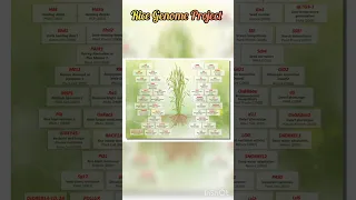 Rice Genome Project Biology 