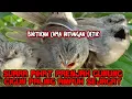 Download Lagu suara pikat prenjak gunung cigun paling ampuh dan tanpa zonk buktikan sendiri jejak si thole jt15