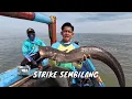 Lagu Berburu Strike Baramundi Bonus Ikan Sembilang | MANCING MANIA STRIKE BACK (07/12/25) P2