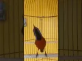 Download Lagu suara kicau burung kolibri ninja #konin #sunbird #birds #birdsounds #shorts