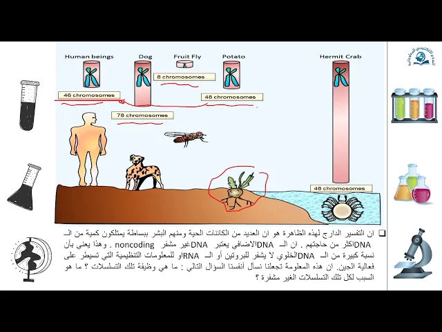 ⁣م/مبادئ الوراثةالجزئية : مفهوم الجين(جينات بدائية و حقيقة النواة)