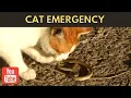 How to Treat a Cat Snakebite Cats Facts