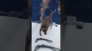 Cat swims in the Indian Ocean