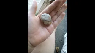 بيضة الضواري  بيضة الضواري