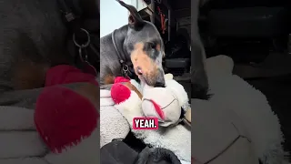 #fyp #dream #doberman #pets #youtube