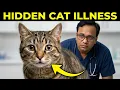 FIV FeLV FIP Hidden Signs Your Cat is Sick Vet Explains - DVM