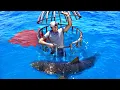 Download Lagu Shark Attack Test- Human Blood vs. Fish Blood
