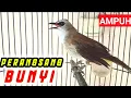 Download Lagu Perangsang bunyi burung trucukan pancingan burung trucuk agar cepat bunyi GACOR
