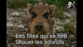 Memes corses hilarants la macagna dans toute sa splendeur Compilation qui va vous faire rire