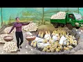 266 Days Harvest A Lot Of Ducks Eggs | Use the Truck to Go to Market Sell | Tieu Hue Daily