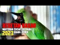 Download Lagu BESETAN KASAR SUARA JERNIH MASTERAN CUCAK IJO JUARA #besetankasar #suarajernih #cucakijo