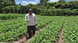 Cultivo de Rábanos, Cultivamos tres Variedades de Rabano, a ver cual es la mejor.