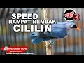 Download Lagu #1 🔴RAMBATAN PARUH MERAH GACOR PANJANG ISIAN CILILIN