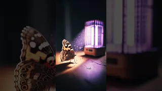 لماذا تطير الحشرات نحو الضوء فراشات حشرات ضوء غرائب غرائب وعجائب مشاهدات Tiktoklongs Fyb 