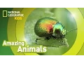 Download Lagu Beetle 🐞 | Amazing Animals