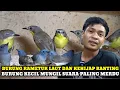 Download Lagu RAMETUK LAUT \u0026 KEHIJAP RANTING!!UPDATE HARGA BURUNG HARI INI DIKIOS H. SUWARNO PASAR BURUNG PRAMUKA