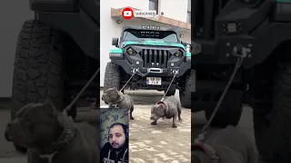 أشرس كلاب البيتبول  أشرس كلاب البيتبول