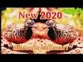 Download Lagu เสียงนกคุ่ม #ใหม่ล่าสุด2020 #ไม่มีโฆษณา
