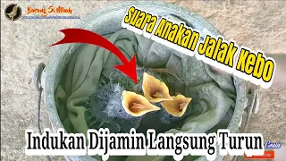 suara anakan jalak kebo di alam liar