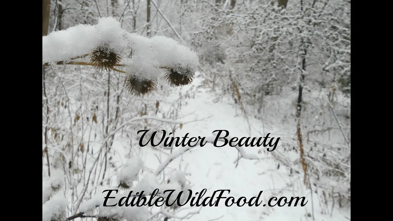 Winter Beauty and Wild Edibles