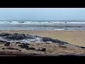 CARPINTERIA STATE BEACH 4PM LIVE