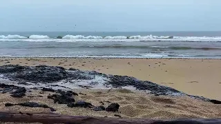 CARPINTERIA STATE BEACH 4PM LIVE