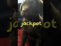 Lagu When YOUR DOG hits the JACKPOT 🤣 | Wholesome Moments