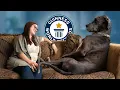 Great Dane is the World s Tallest Dog - Guinness World Records