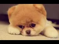 Download Lagu Đừng Nói Yêu Tôi !! Wendy thảo you yoyomi