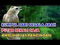 Download Lagu Suara Pikat Trucukan Ribut Paling Sadis, Tidak Butuh Lama Langsung Kumpul Dari Arah Manapun