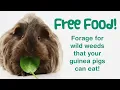 11 FREE FOODS Your Guinea Pigs Can Eat FORAGING for Safe Wild Plants Food Leaves Stems Flowers