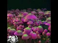 Serotonin Summer Camp - JJ KiND x LANG