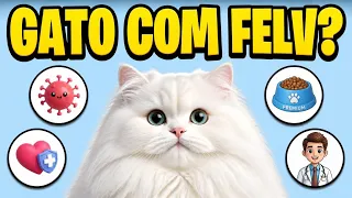 How to care for a cat with FELV+ (FELINE LEUKEMIA) - Hauser Cattery