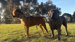 Molly the Boerboel is live Saturday September 11 