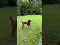 Marjos Clause Mini Poodle Out for a walk