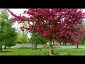 Spring at University at Albany Drone 4K