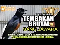 Download Lagu MURAI BATU TEMB4KAN BRUT4L || PANCINGAN \u0026 MASTERAN SANG JAWARA KONTES | murai batu | shamabird