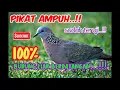 Download Lagu suara burung tekukur - COCOK BUAT PIKAT 100% AMPUH..!!!