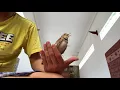 Download Lagu Mongolian lark singing on my hand. Jinak bunyi di tangan. By Andy Hoo