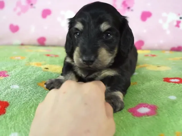 動画