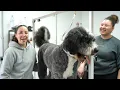 Dog Grooming 10 Beginner MISTAKES to Avoid