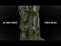 Tree Trunk Scan - 360