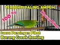 Download Lagu SUARA PIKAT BURUNG CUCAK RANTING GACOR TERBUKTI PALING AMPUH - PANCINGAN CUCAK RANTING GACOR
