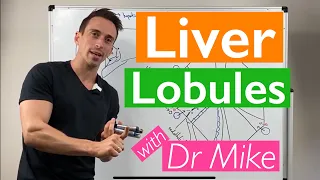 Download Liver Lobules (Portal Triad) MP3